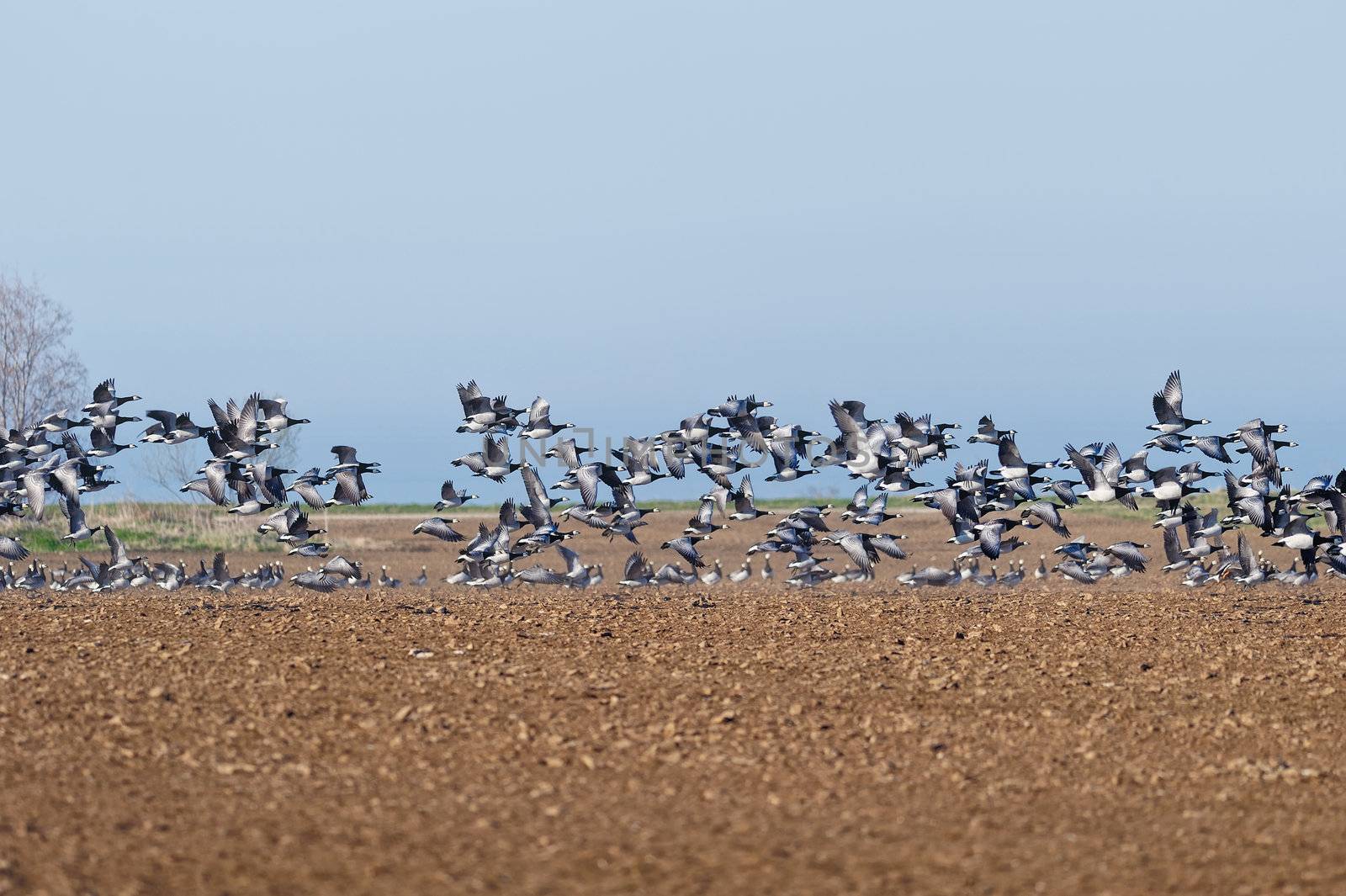 Flock of wild ducks in flight in the Migration period