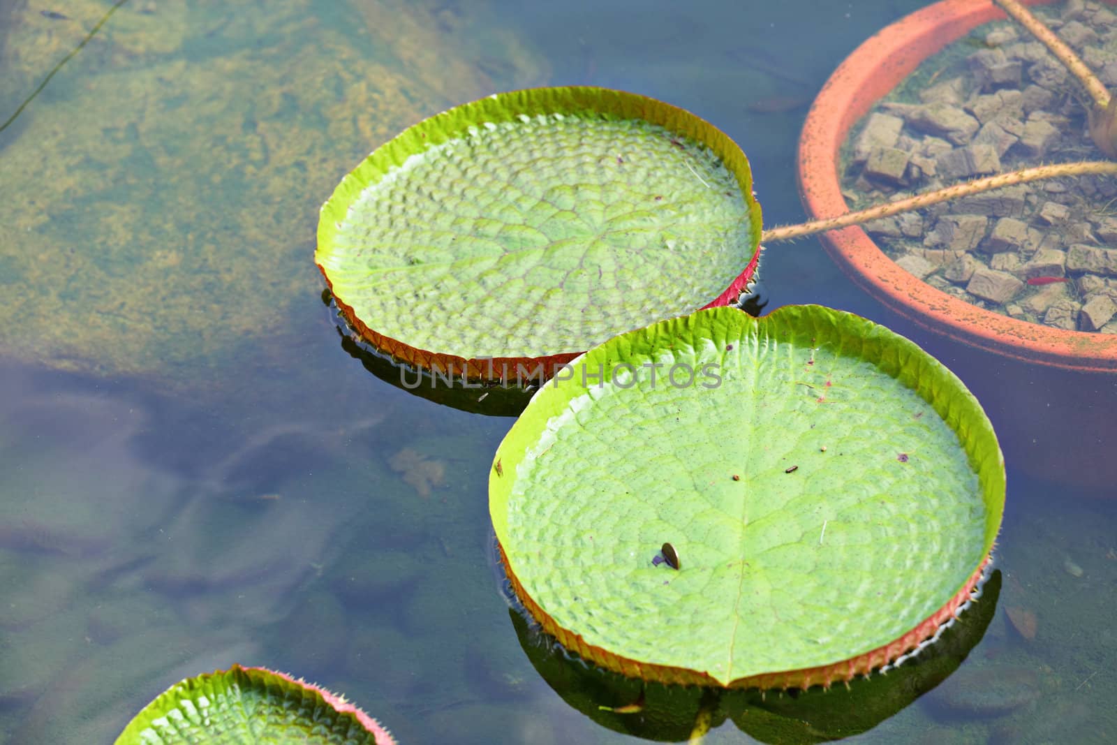 lotus leaf