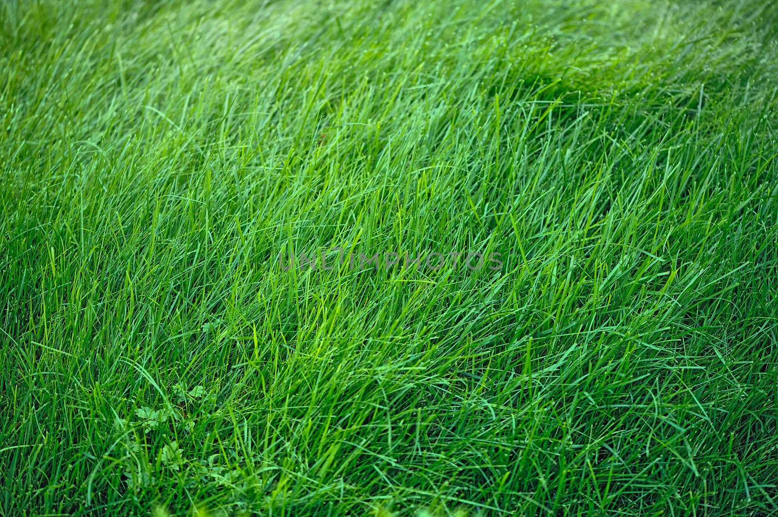 Close up of green grass grows on the lawn