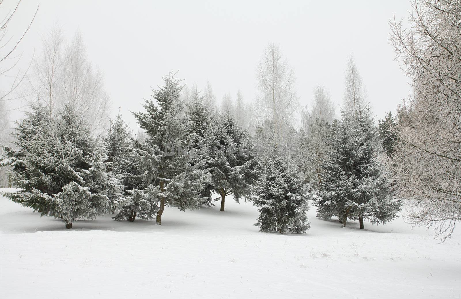 december fir trees in hoarfrost