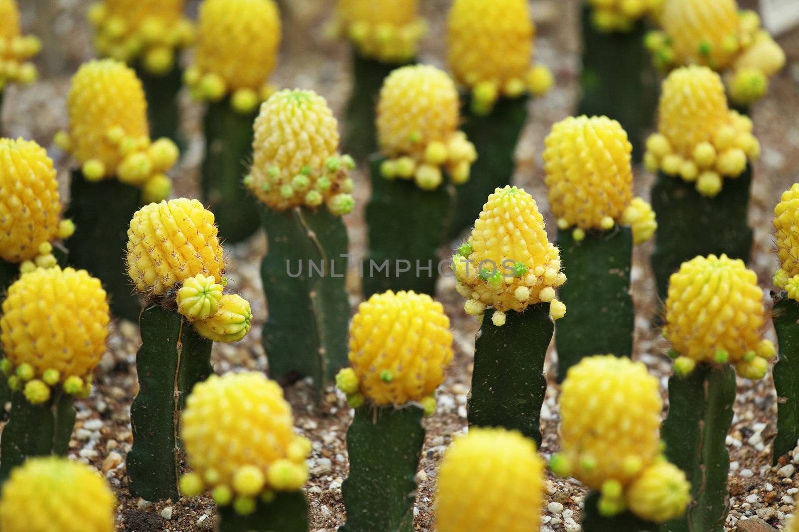 cactus