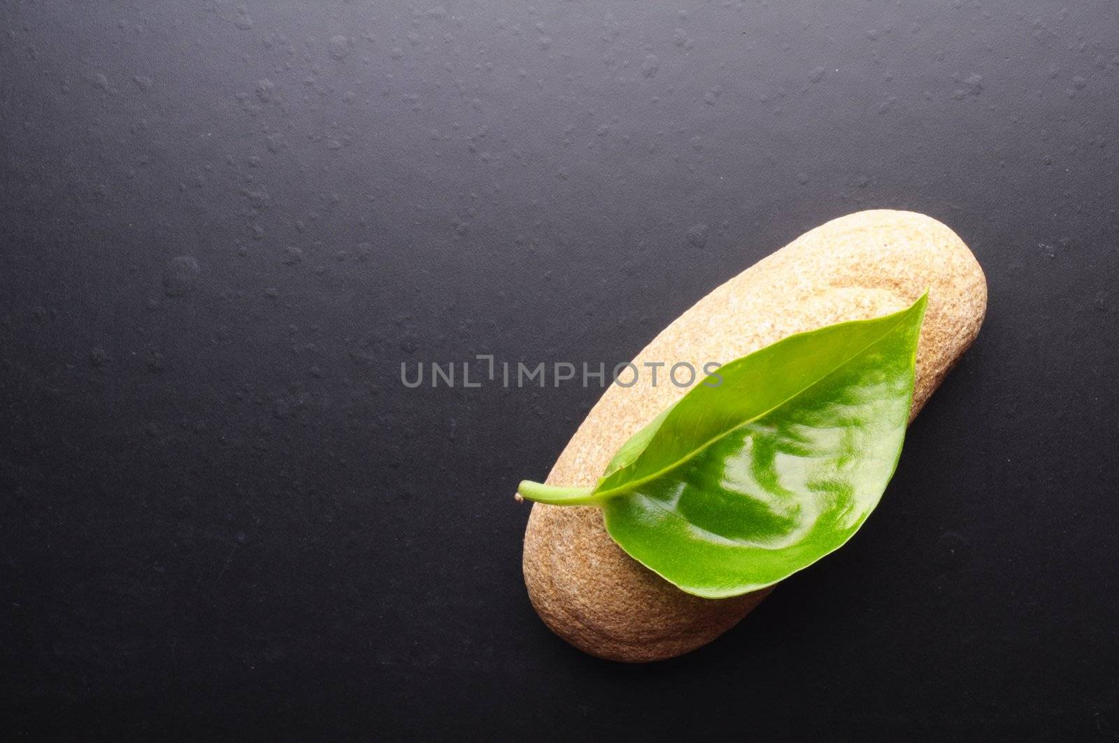 zen or spa still life on black with grean leaf and copyspace