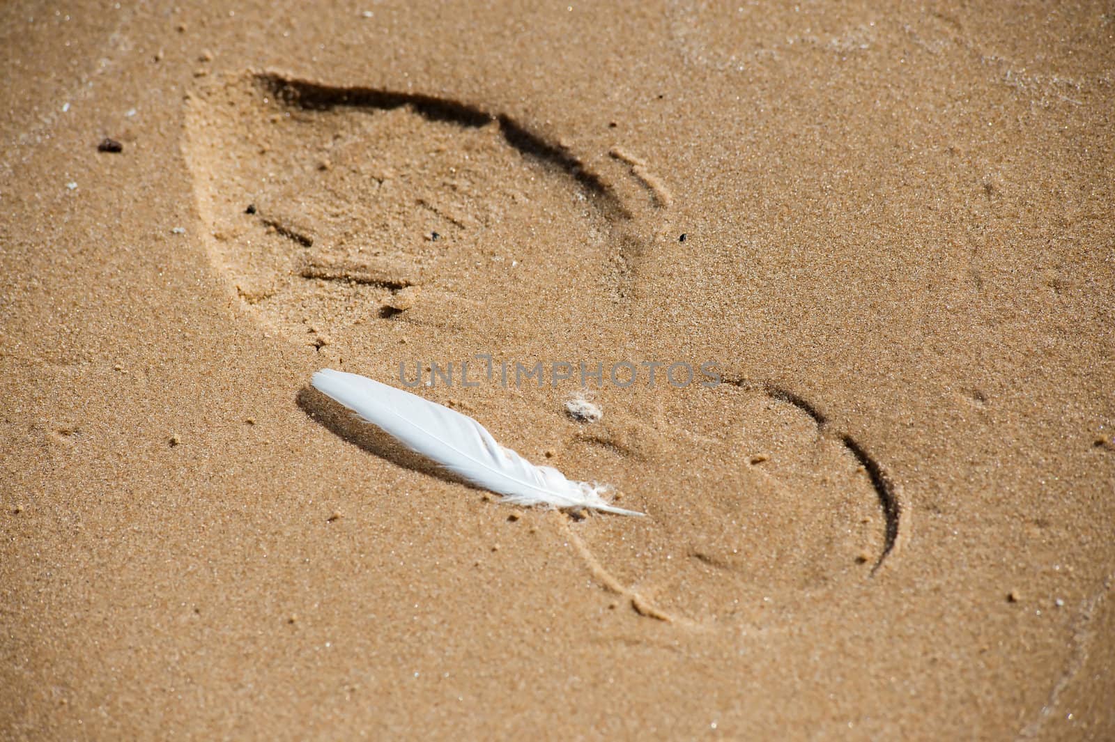 Footprint and feather in sand at the Baltic sea
