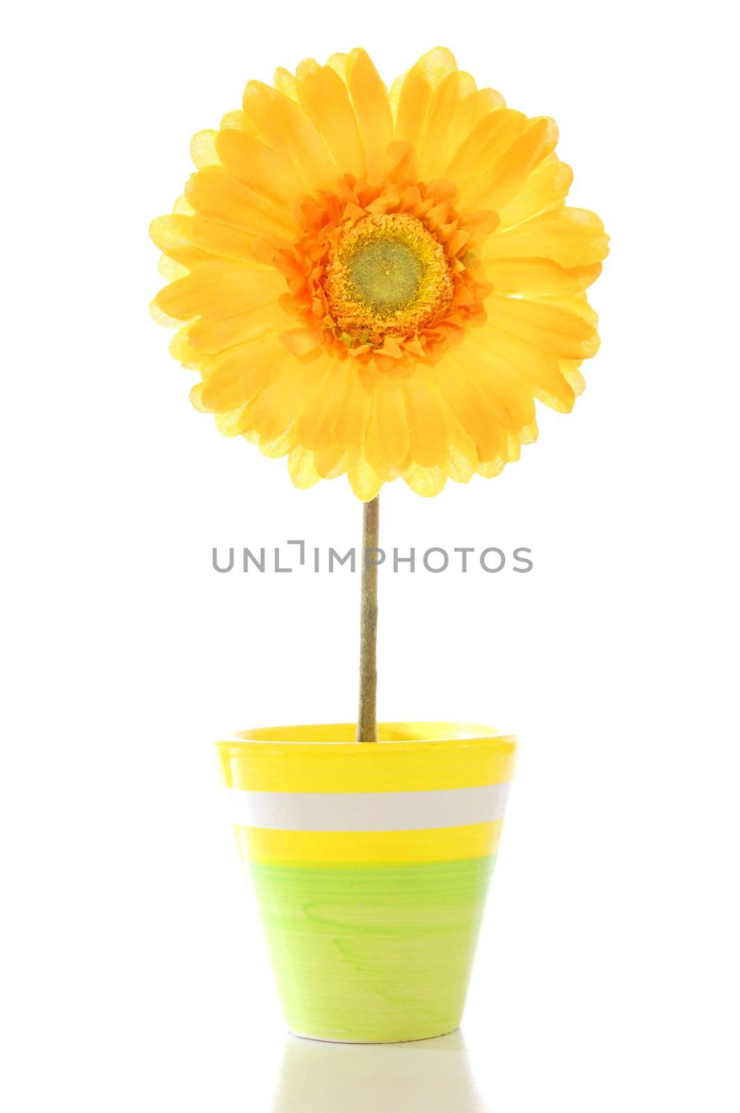 beautyful summer flower in pot with copyspace