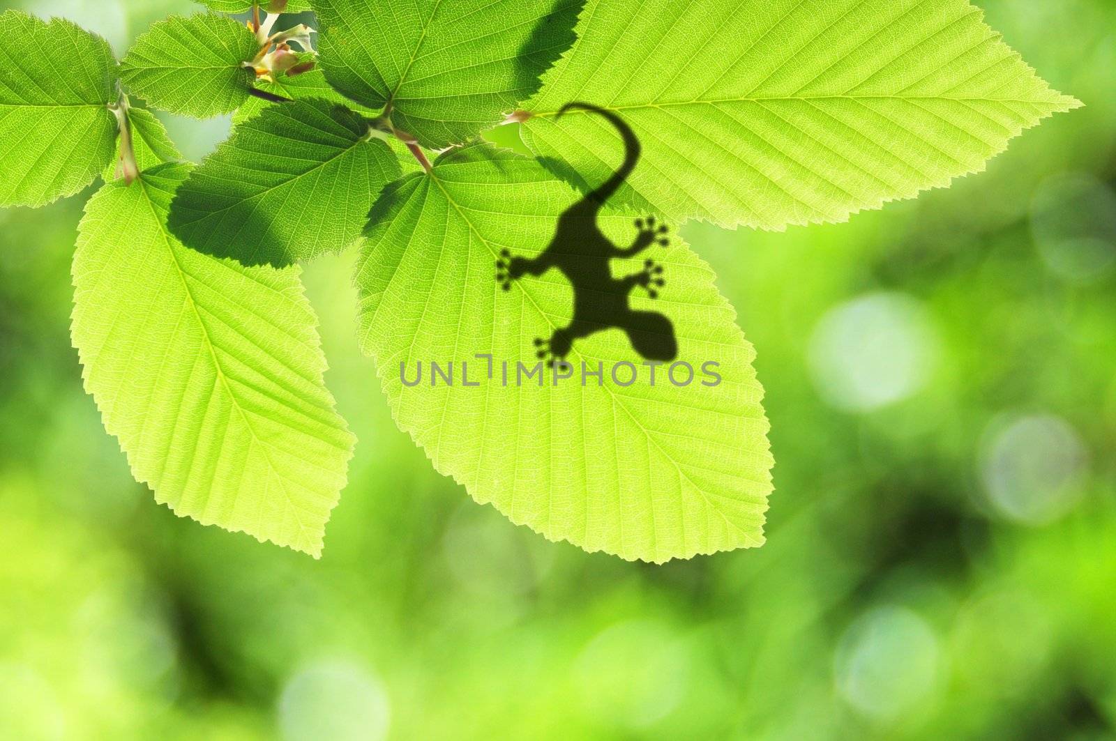 tropical background with leaf and gecko or lizard animal