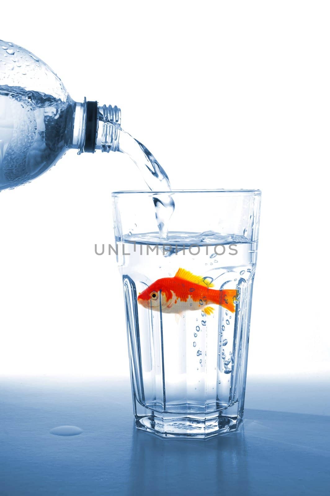 goldfish in water glass fishtank isolated on white background