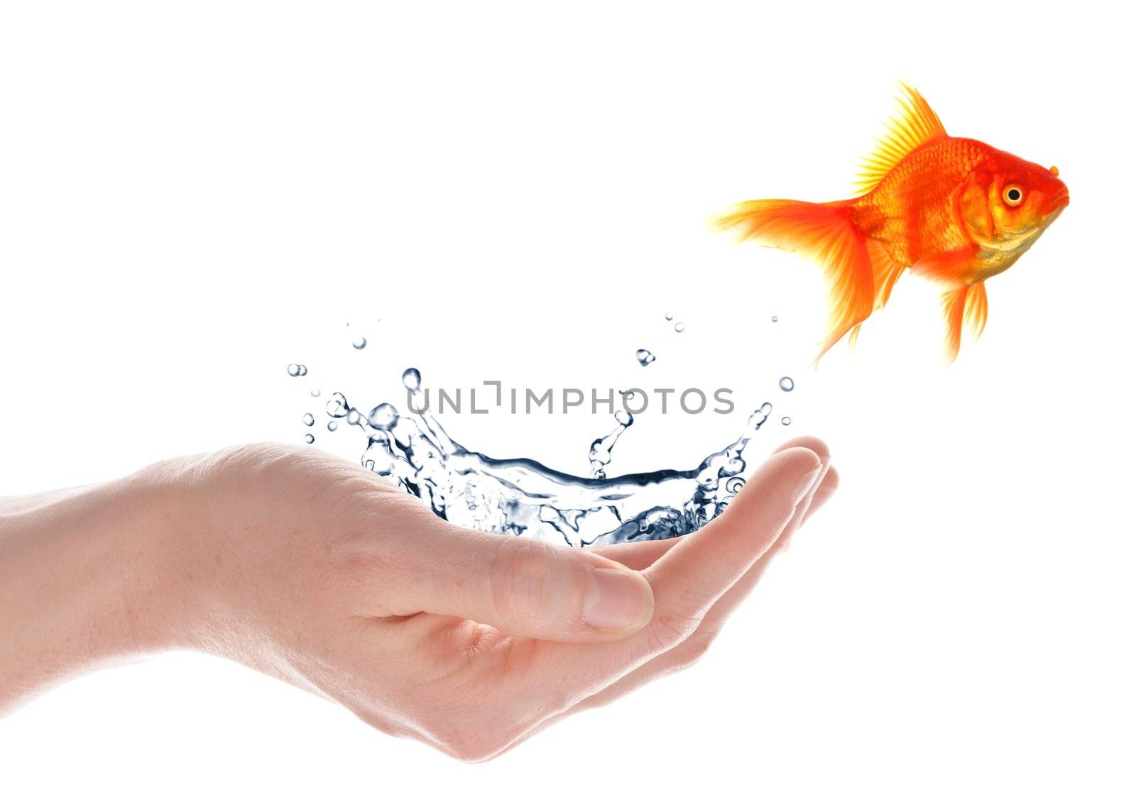 freedom free flee or escape concept with goldfish and hand