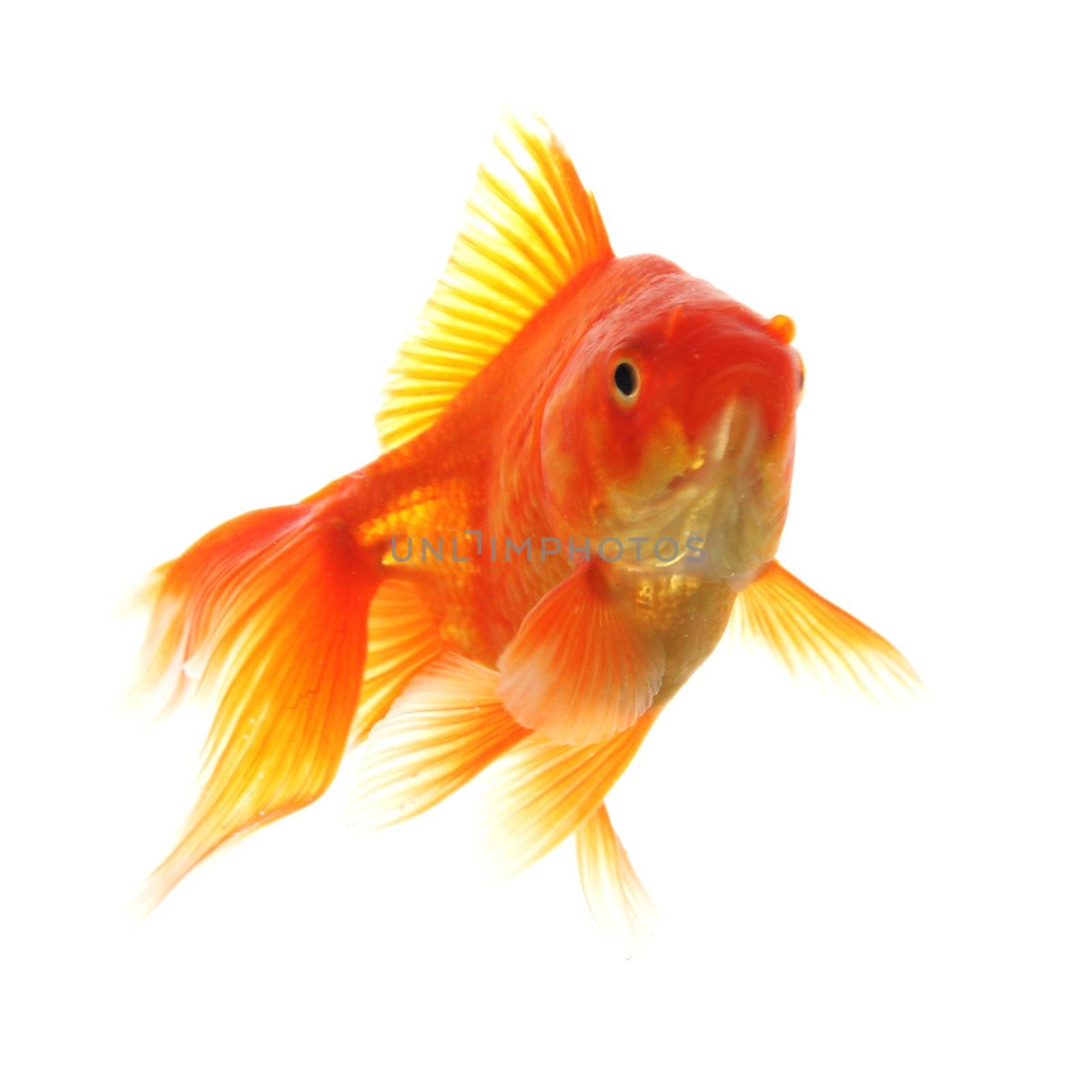 goldfish isolated on white showing success or job search concept