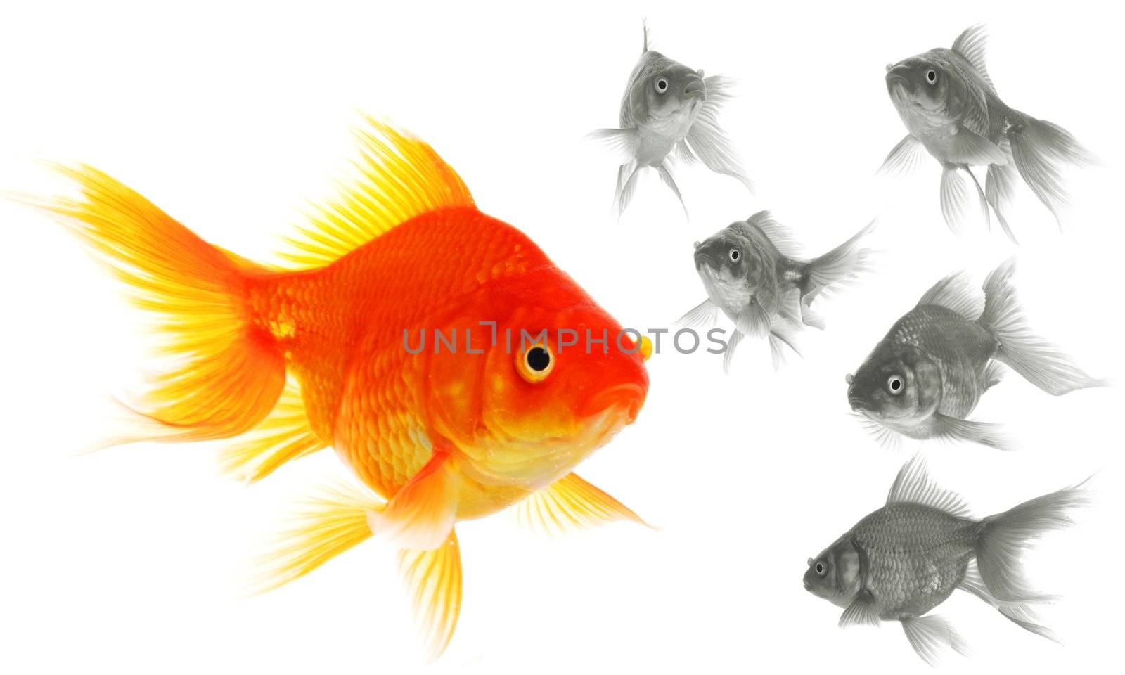 goldfish showing leader individuality success or motivation concept