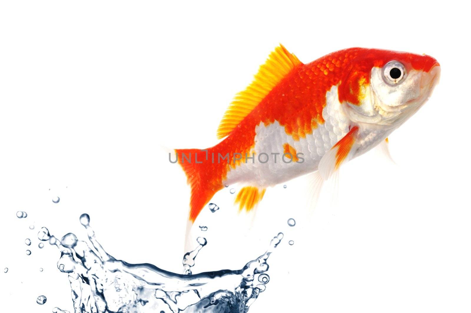 goldfish jumping showing escape success or freedom concept
