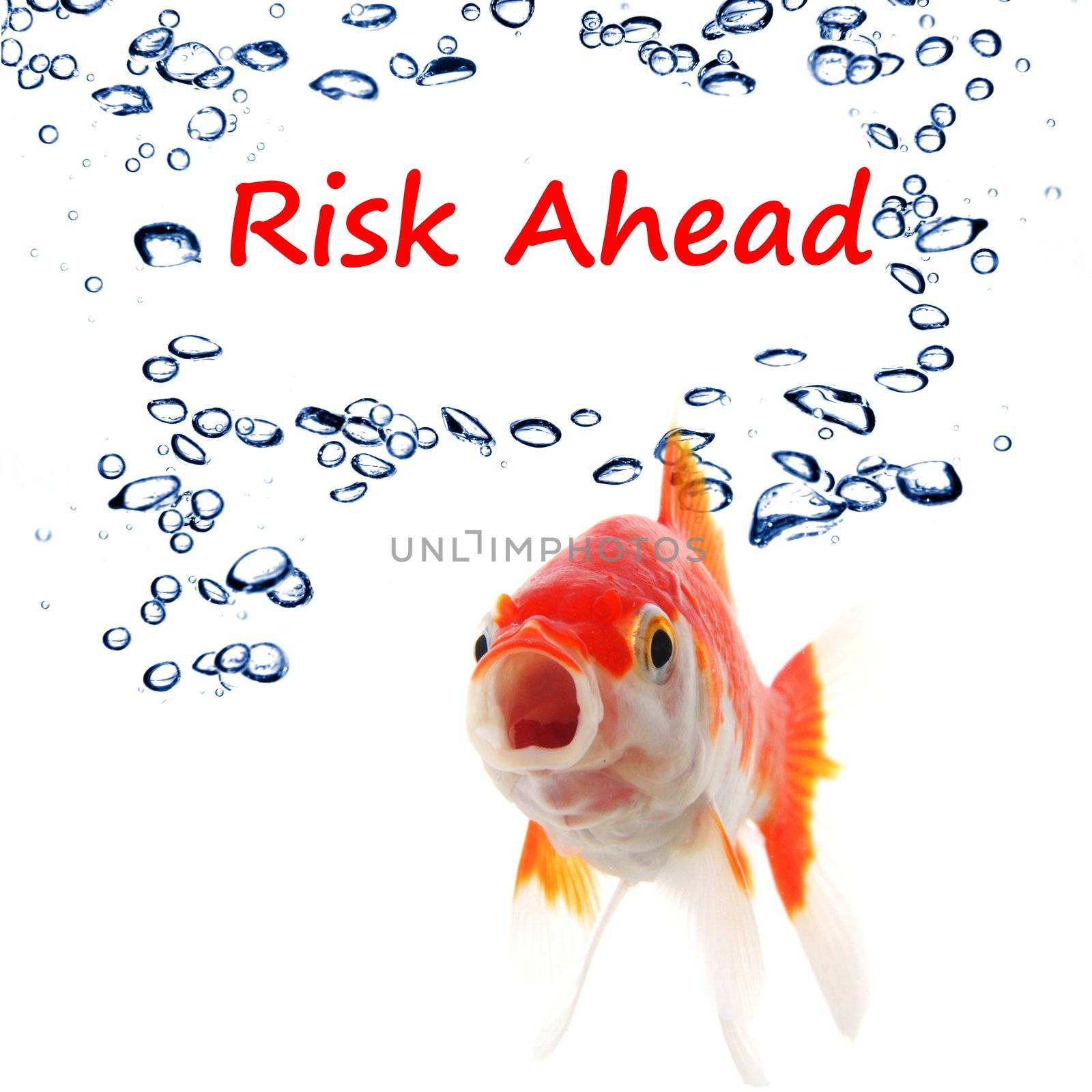 risk ahead or management concept with goldfish