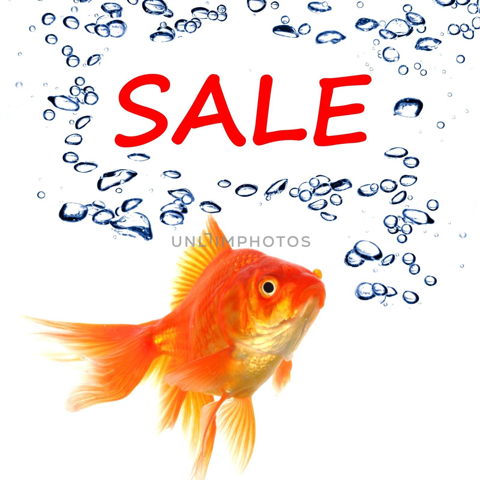 sale marketing or shopping concept with goldfish on white