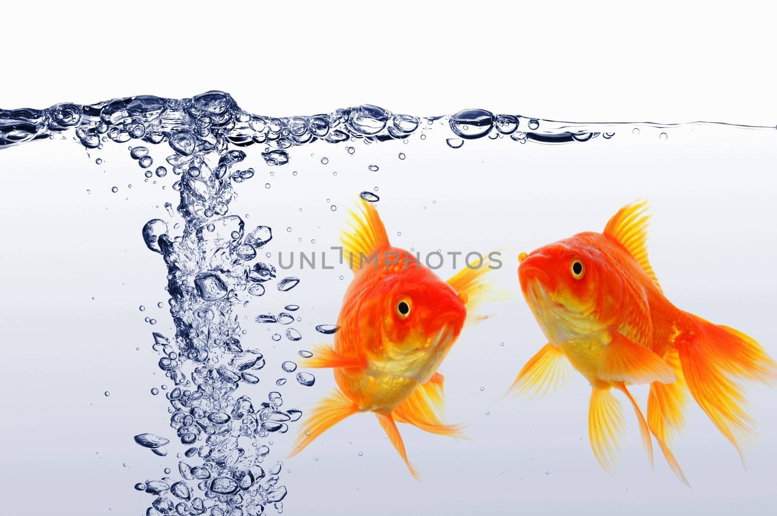 goldfish swimming in water or fishtank with air bubbles