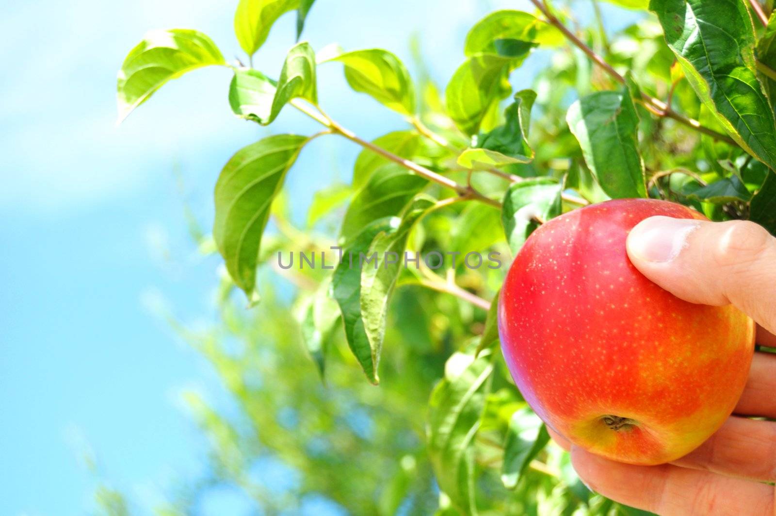 red apple on tree and hand showing healthy food concept