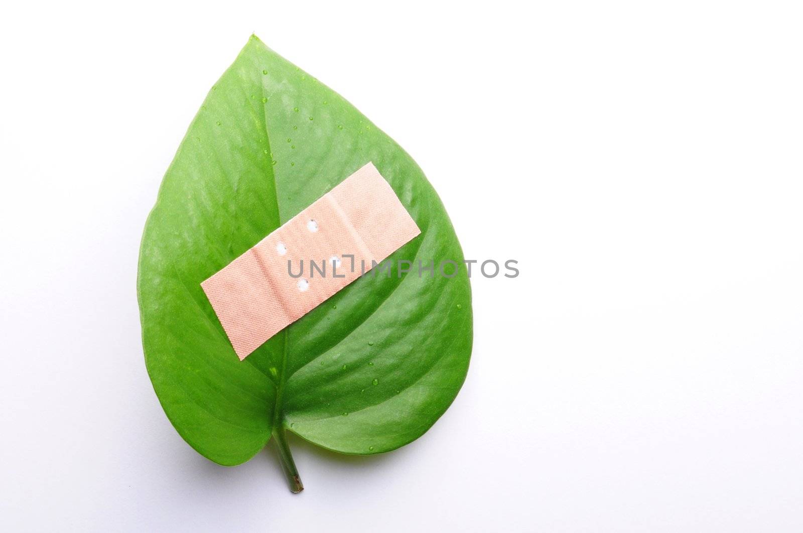 green leaf isolated on white showing broken nature ecology concept with band aid
