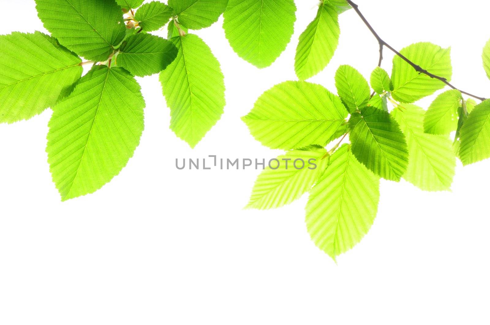 green summer leaves and copyspace showing nature concept
