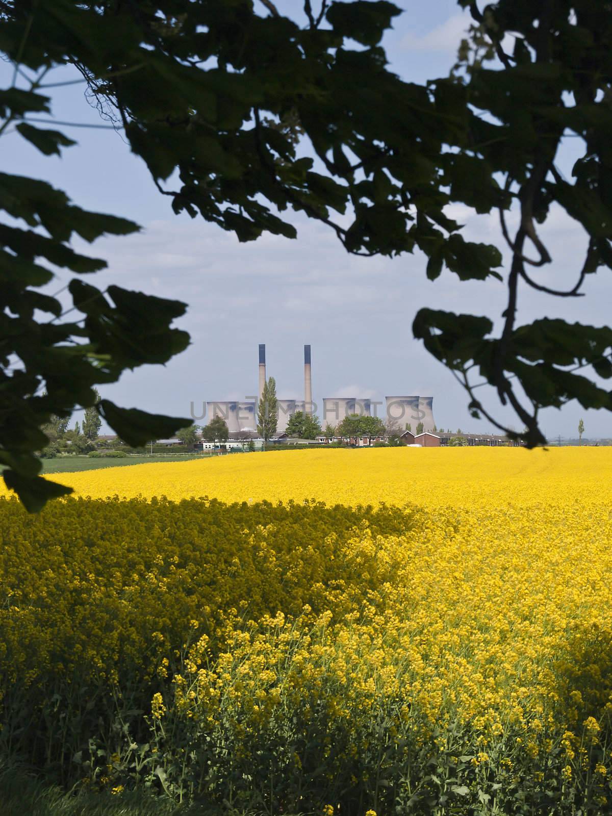 A glorious Spring day with the sun shining on a field of goldon rapeseed with the smoke from a nearby power station showing the hand of man