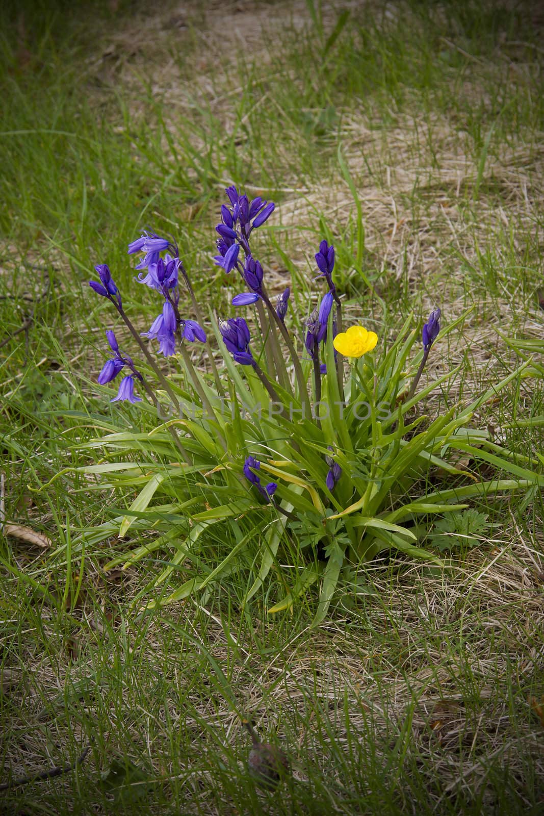 A strange combination of a single buttercup growing amidst a clump of bluebells