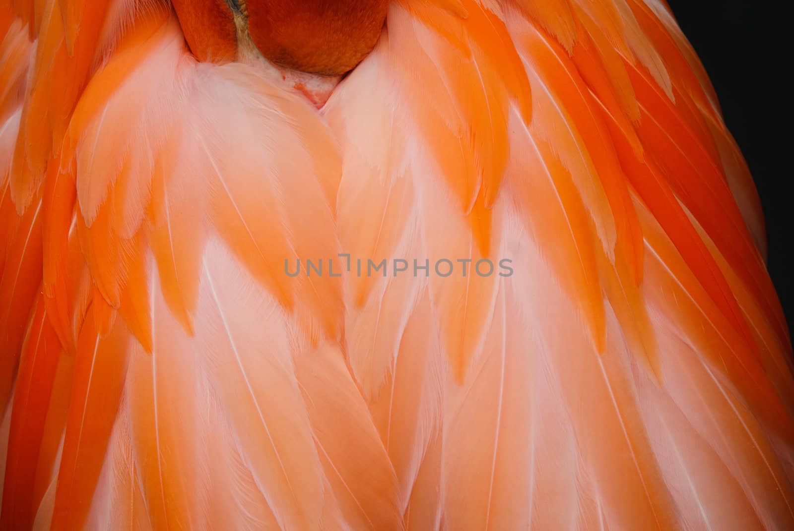 Close up picture of a flamingo feathers 