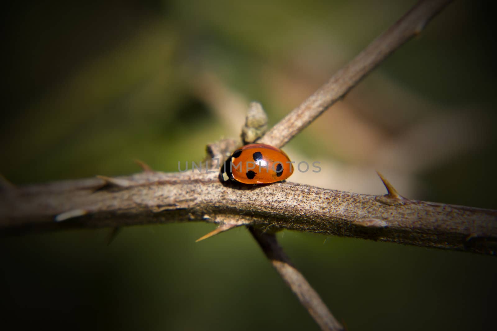 A lovely six spot ladybird creeping along a rose bush stem