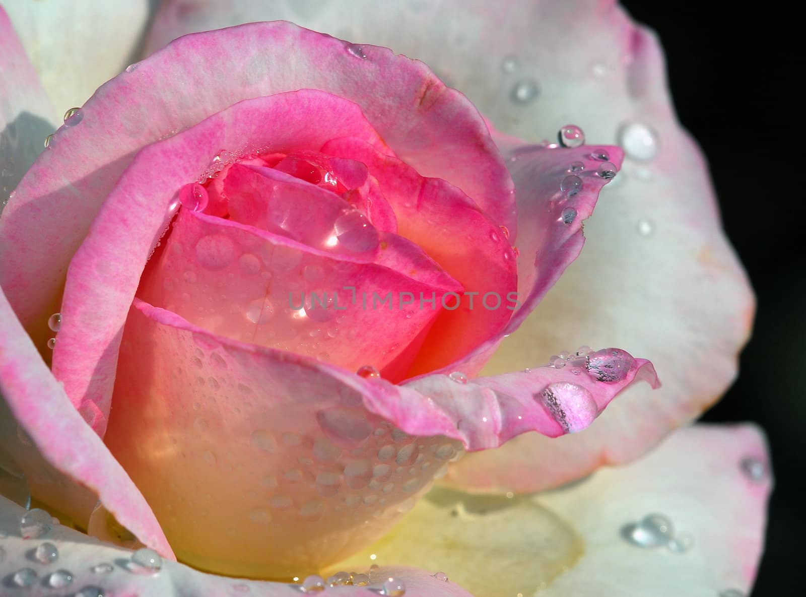 Close up detailed picture of a pink flower