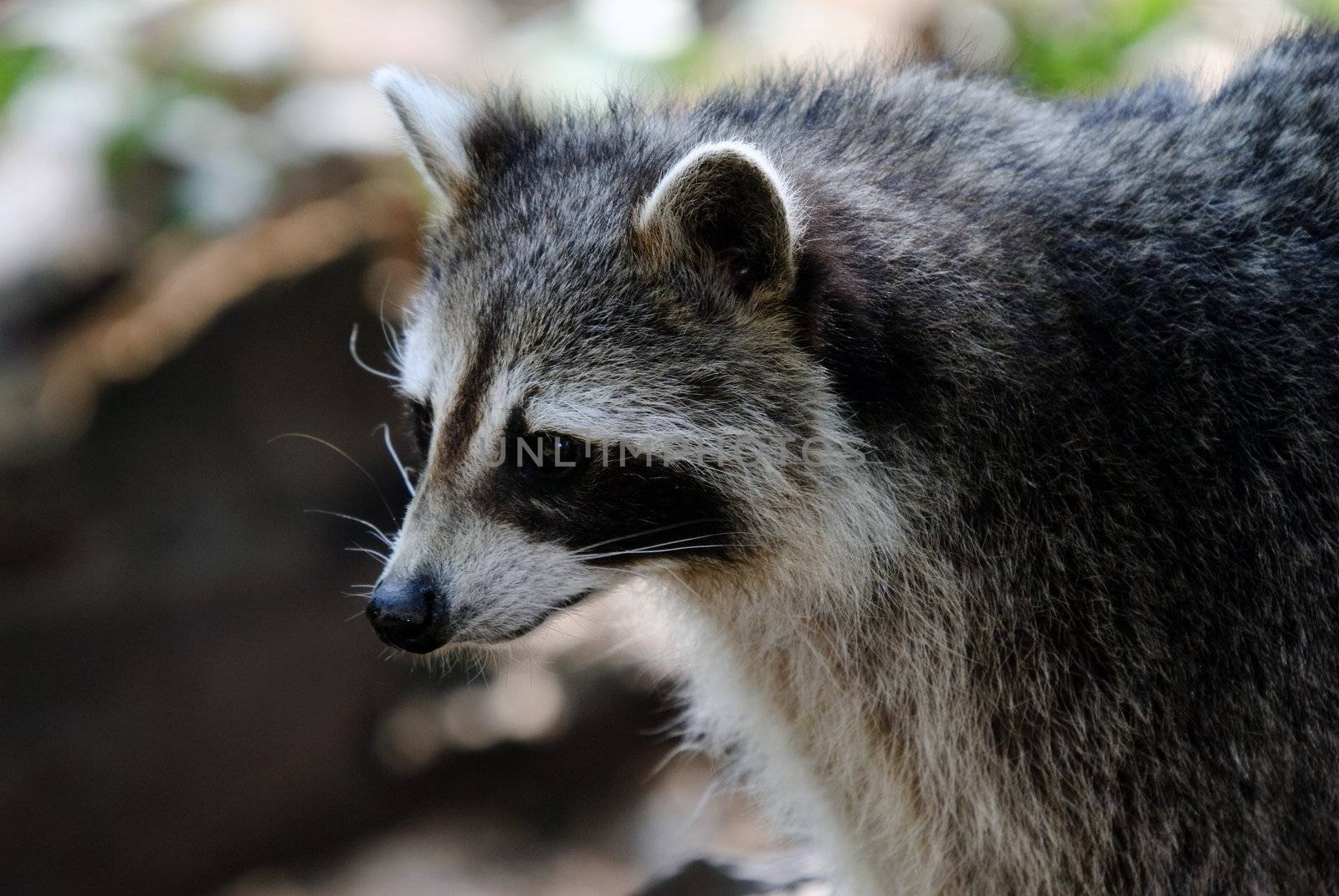 Raccoon by nialat