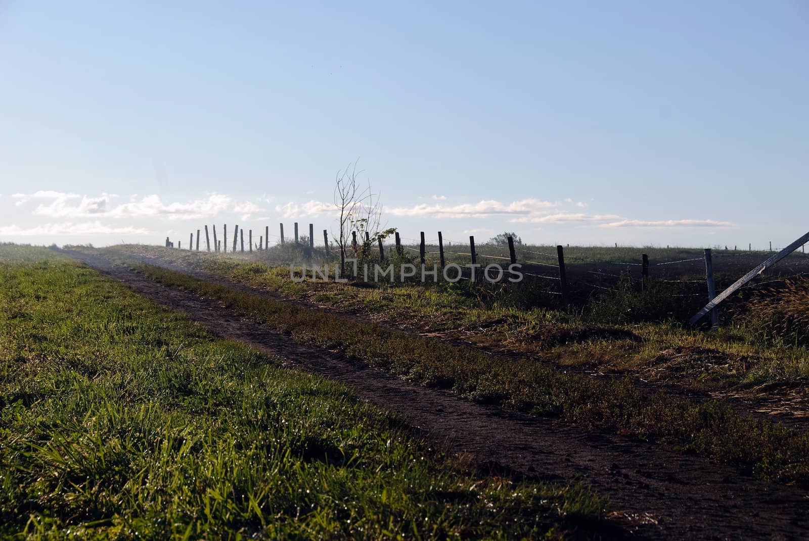 Picture of a green field with dew in the early morning hours