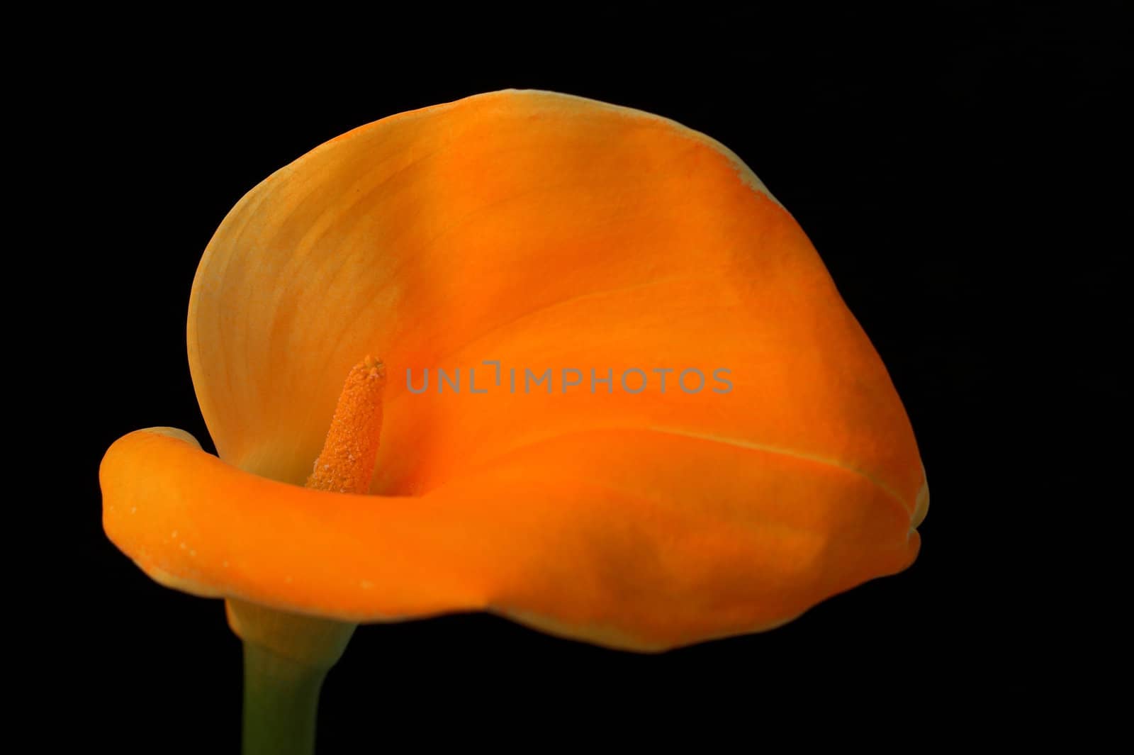 Calla Lily isolated on black background
