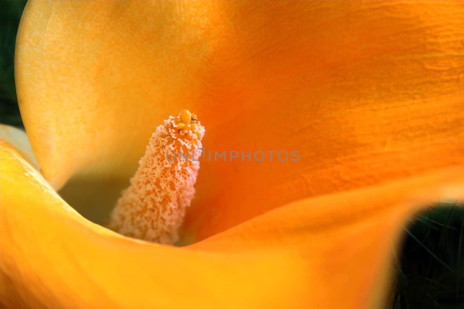 Closeup of the center of a  cala lily.