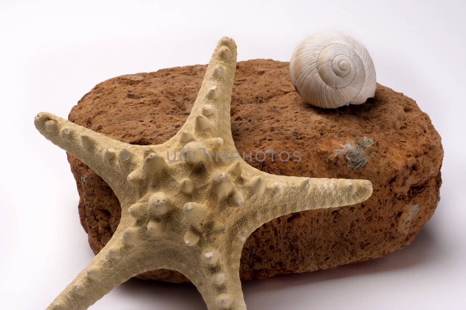 starfish by alexkosev