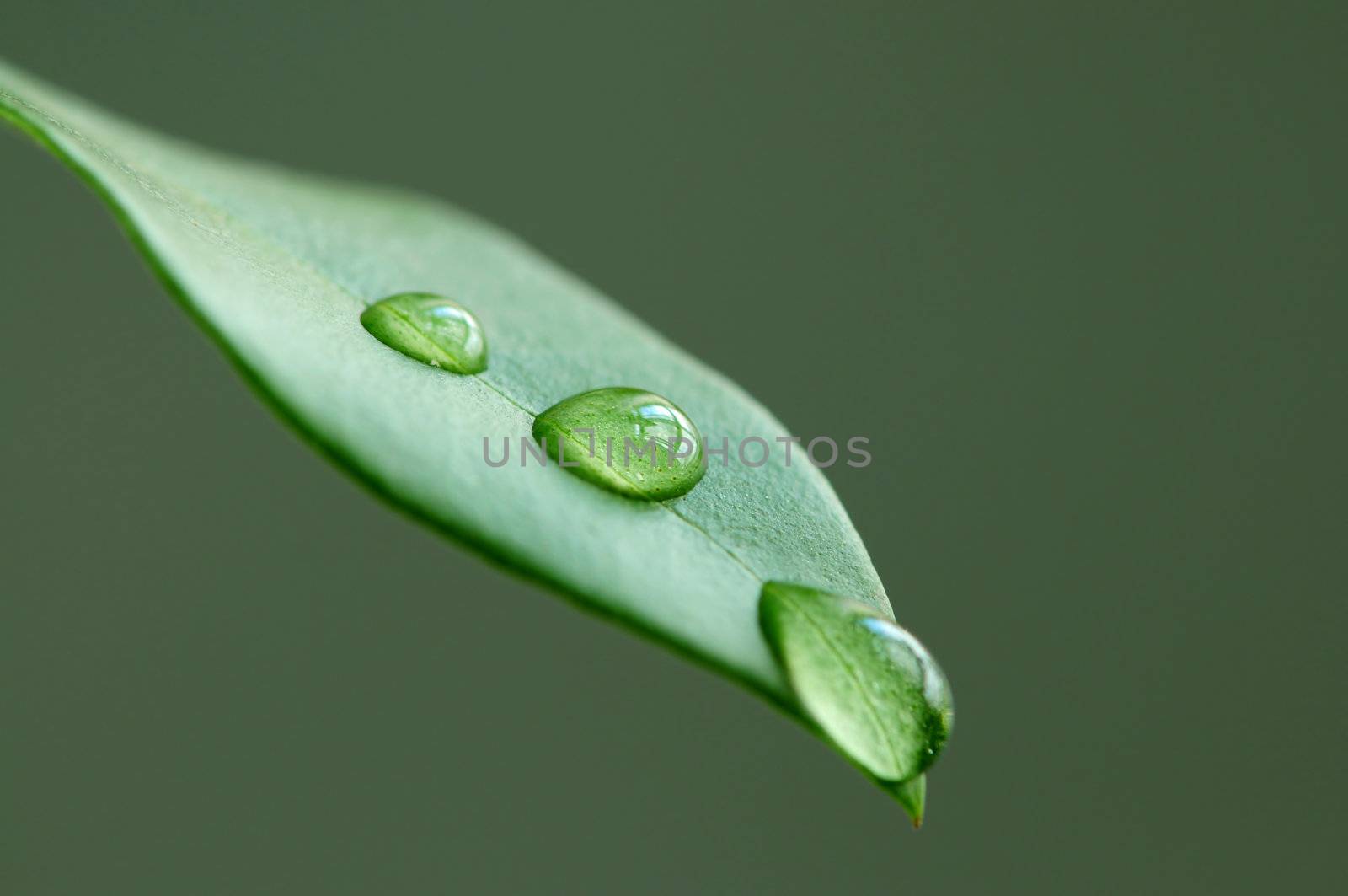 Macro of a green leaf with water drops on green background