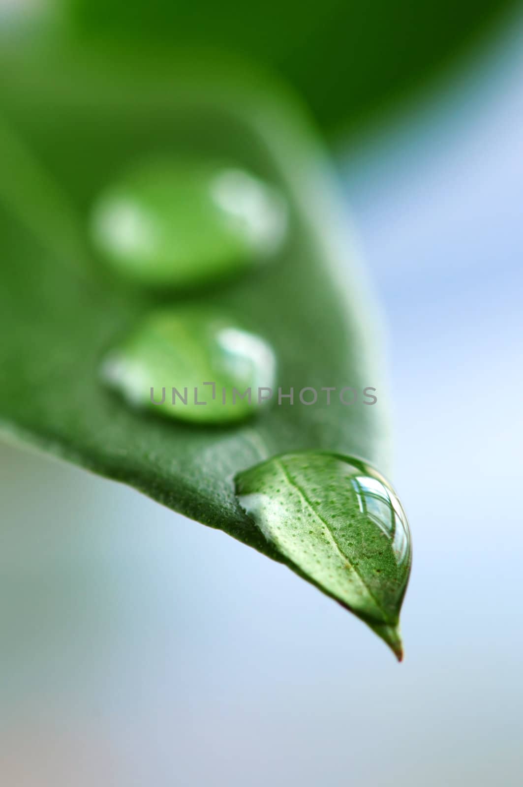 Green leaf with water drops by elenathewise