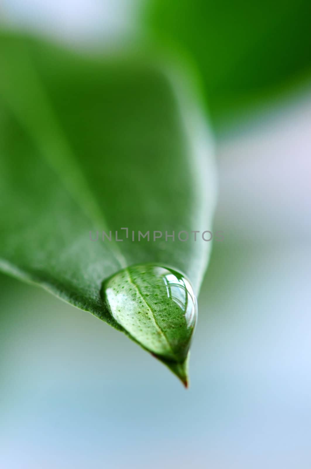 Macro of a water drop on the tip of a green leaf