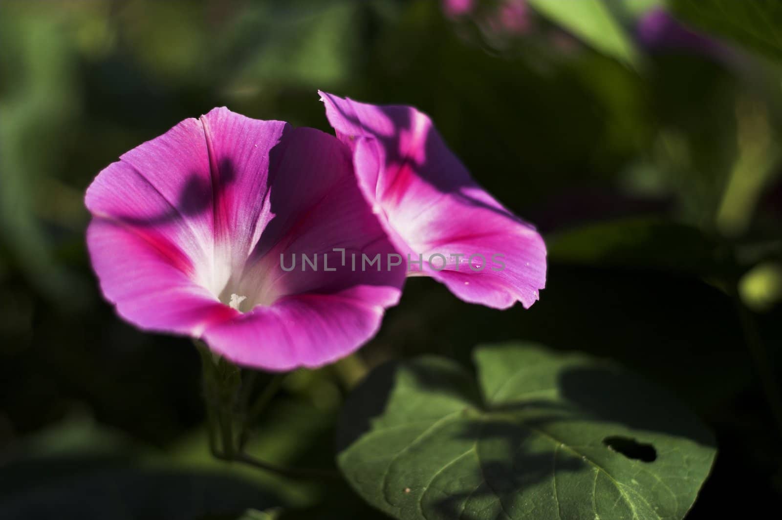 Purple petunia in an outdoor garden