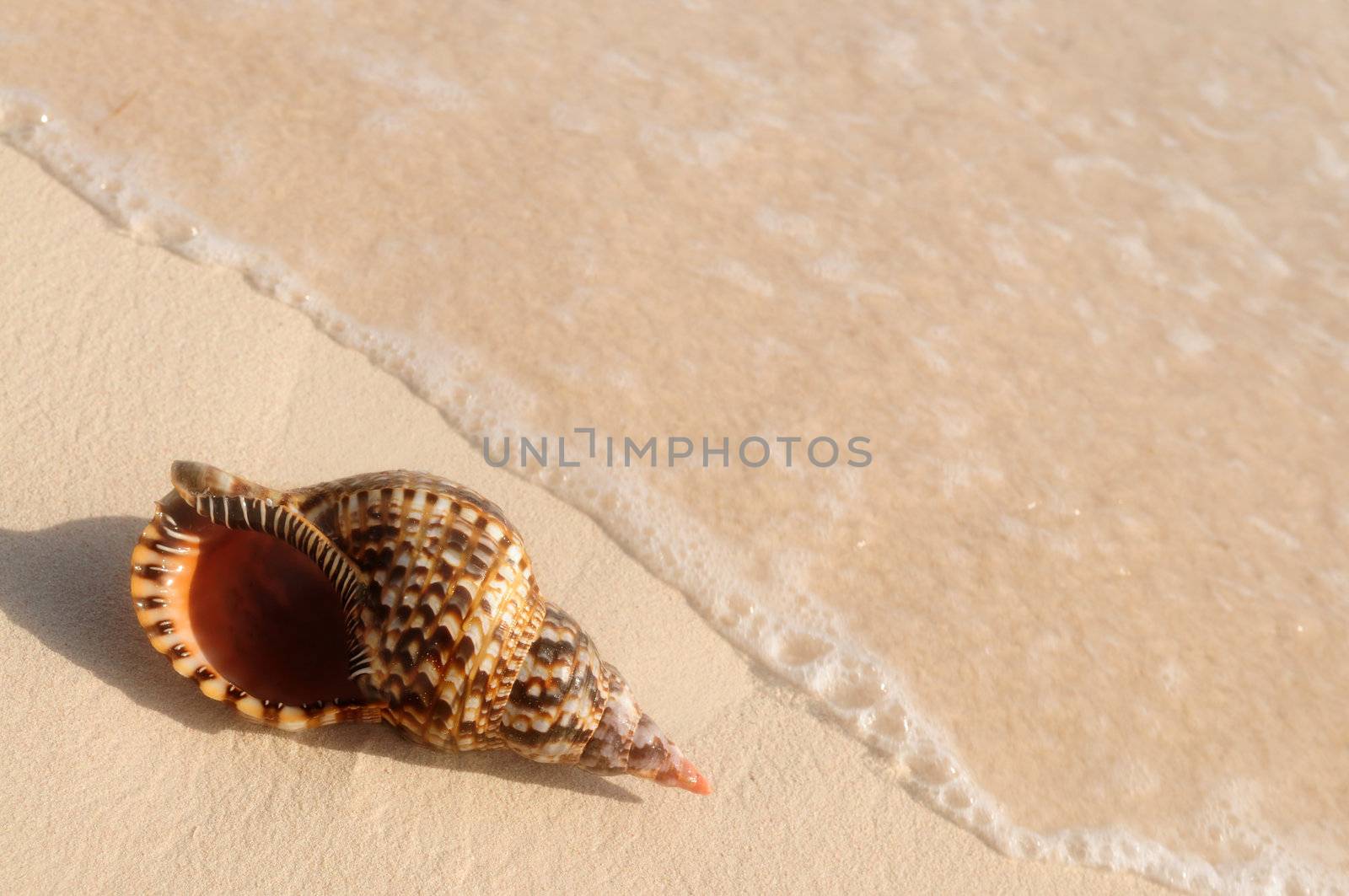 Seashell and ocean wave on sandy tropical beach 