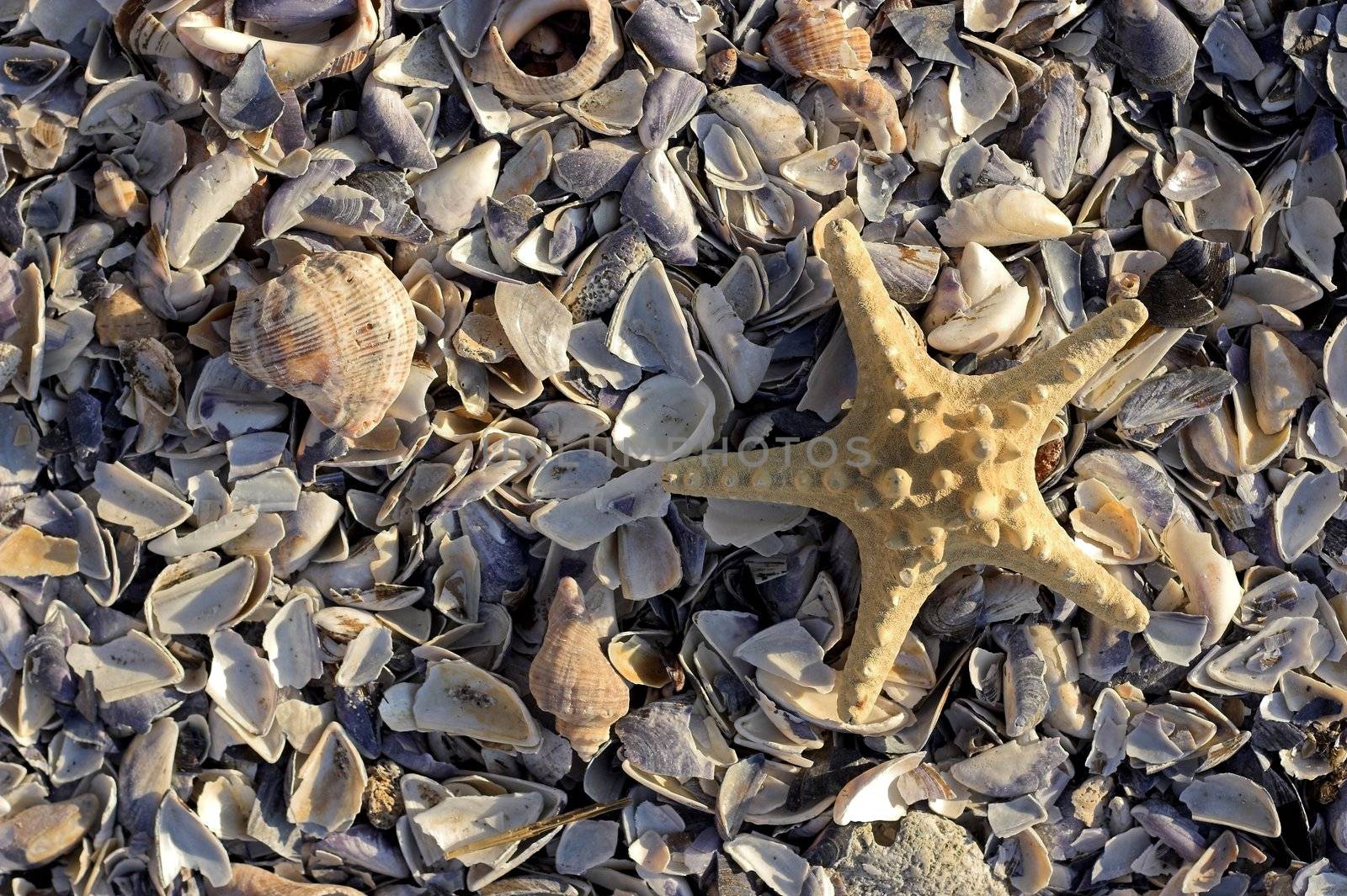 Starfish  and shells on the beach