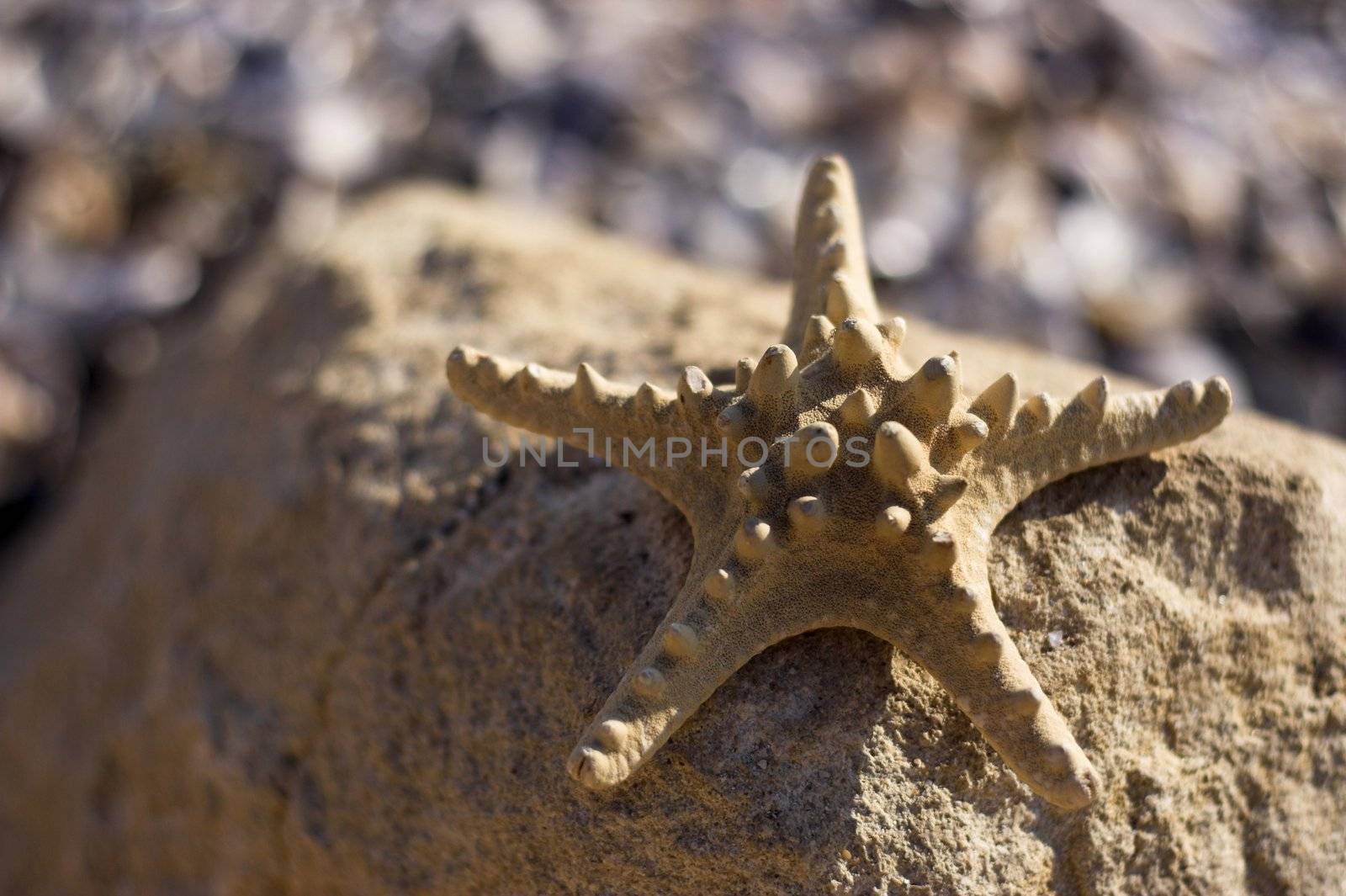 Starfish  and shells on the beach