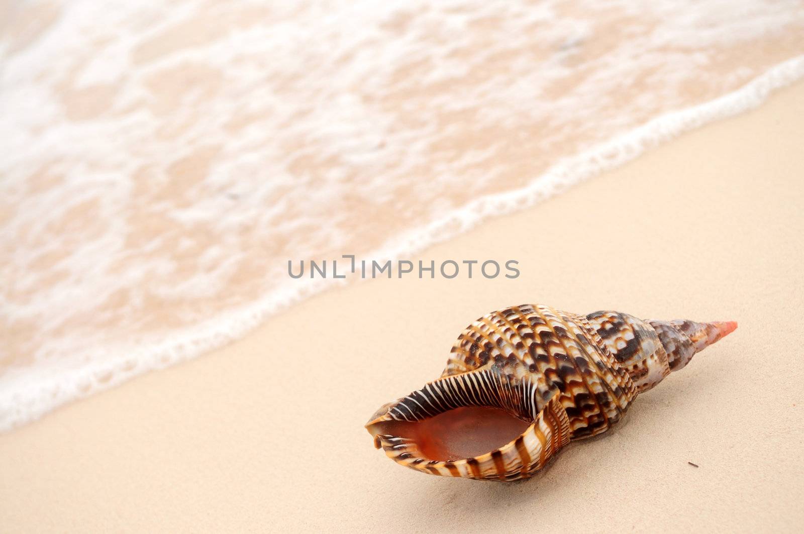 Seashell and ocean wave by elenathewise