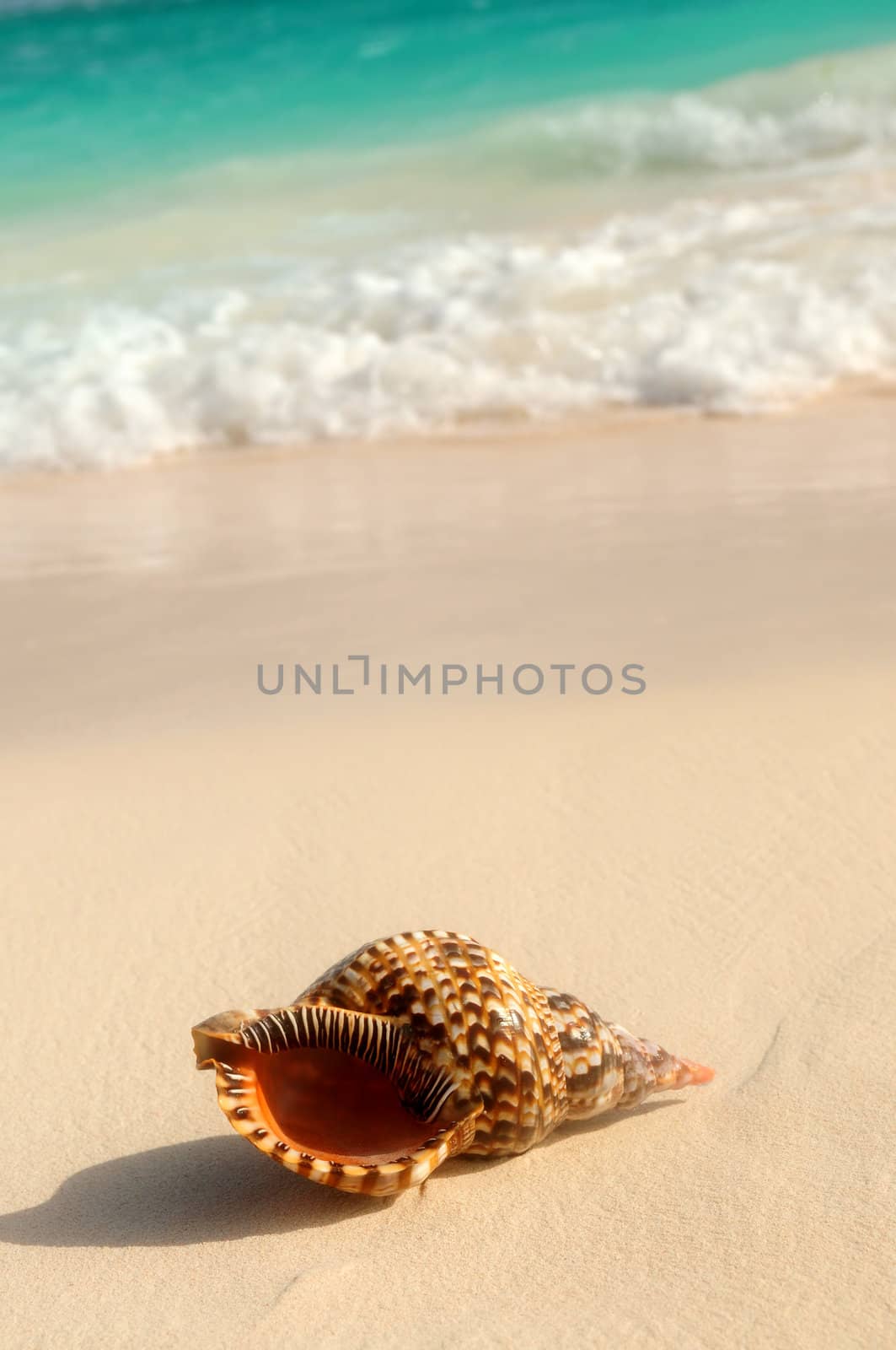 Seashell and ocean wave on sandy tropical beach