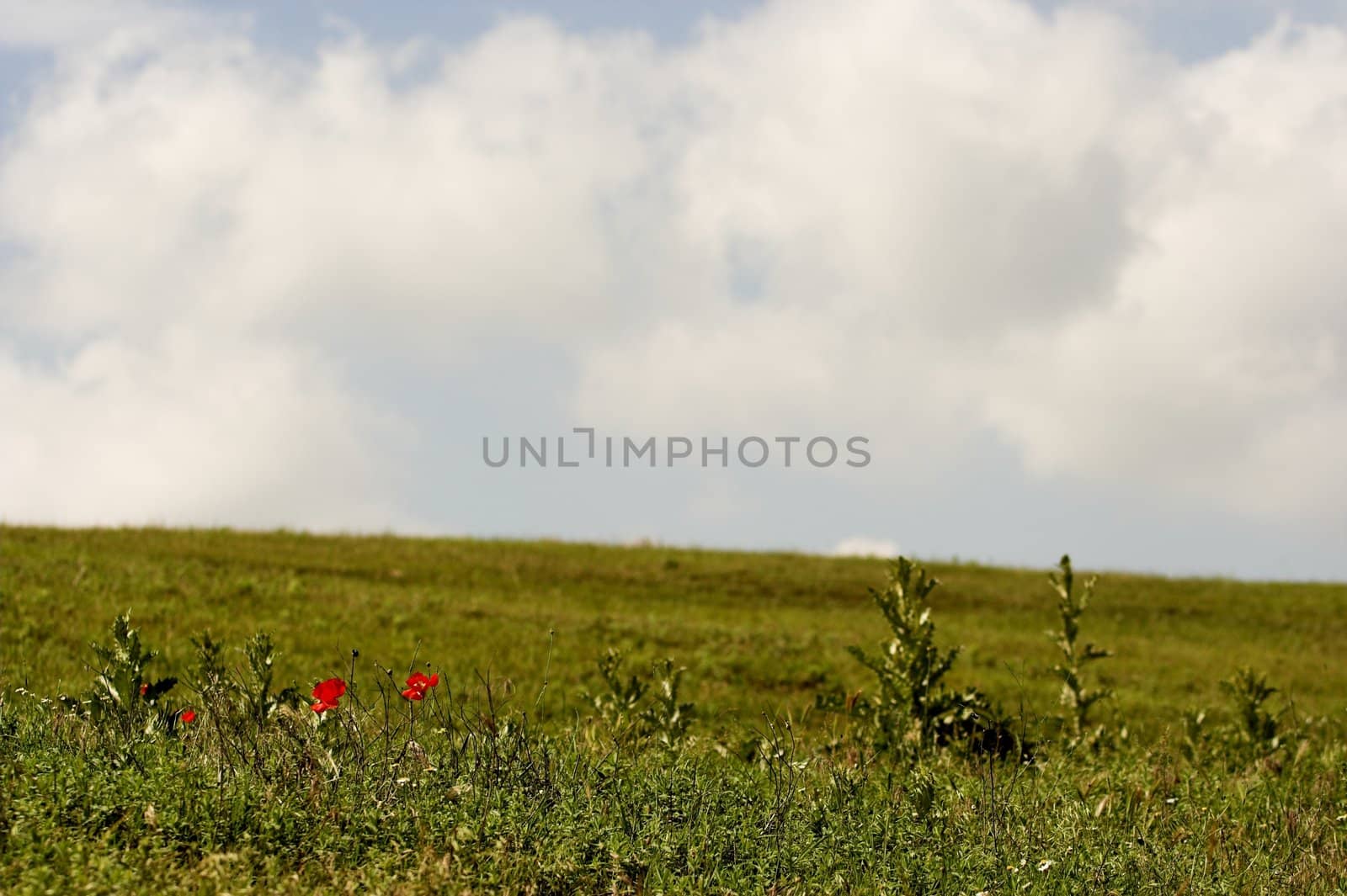  poppies and grass under cloudy sky