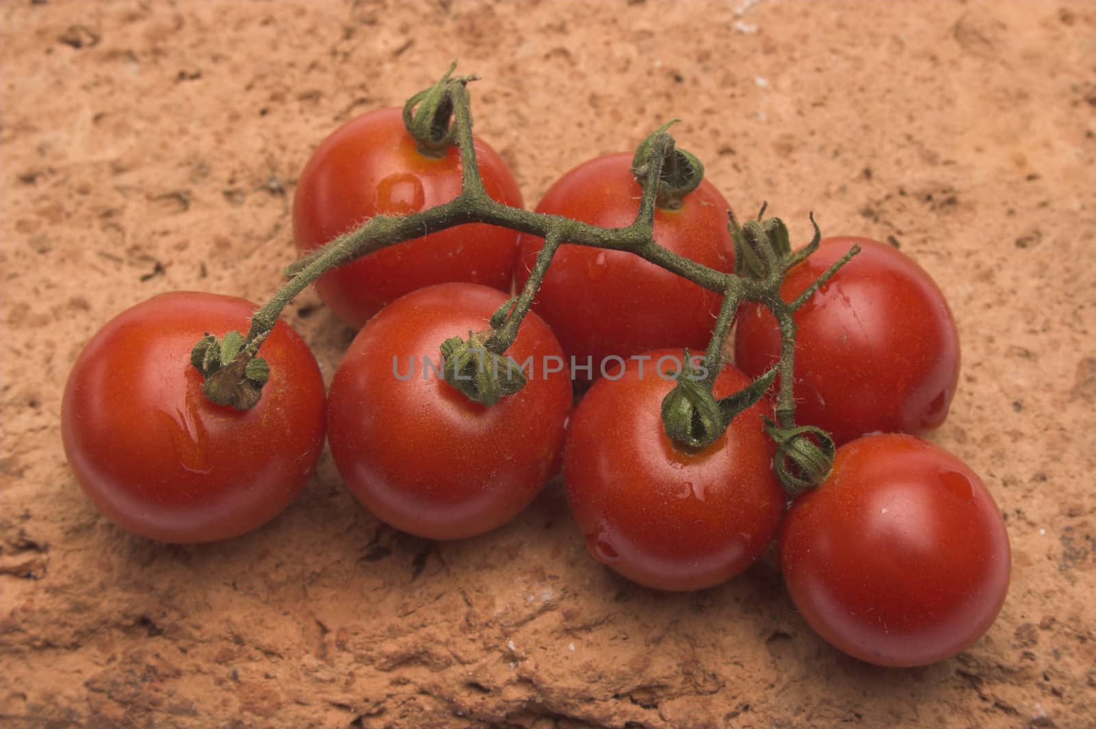 Cherry tomatos twig 