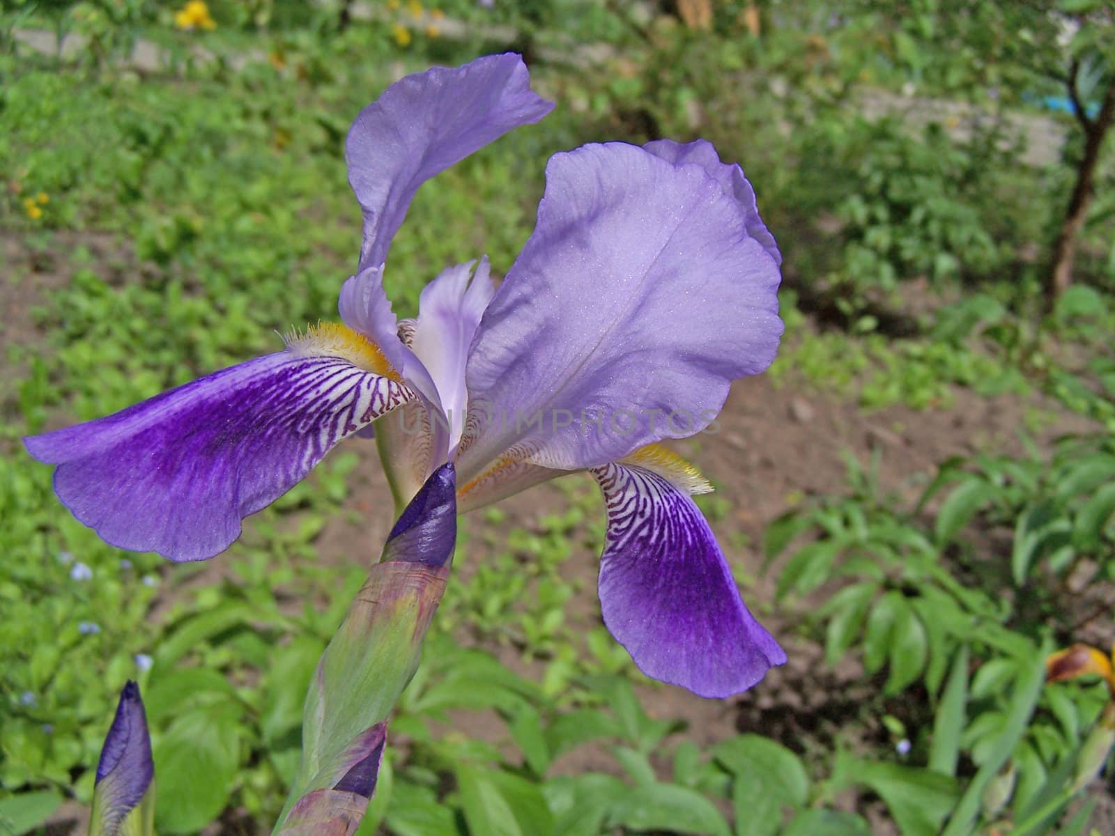 Close up of the lilac and purple colored iris.