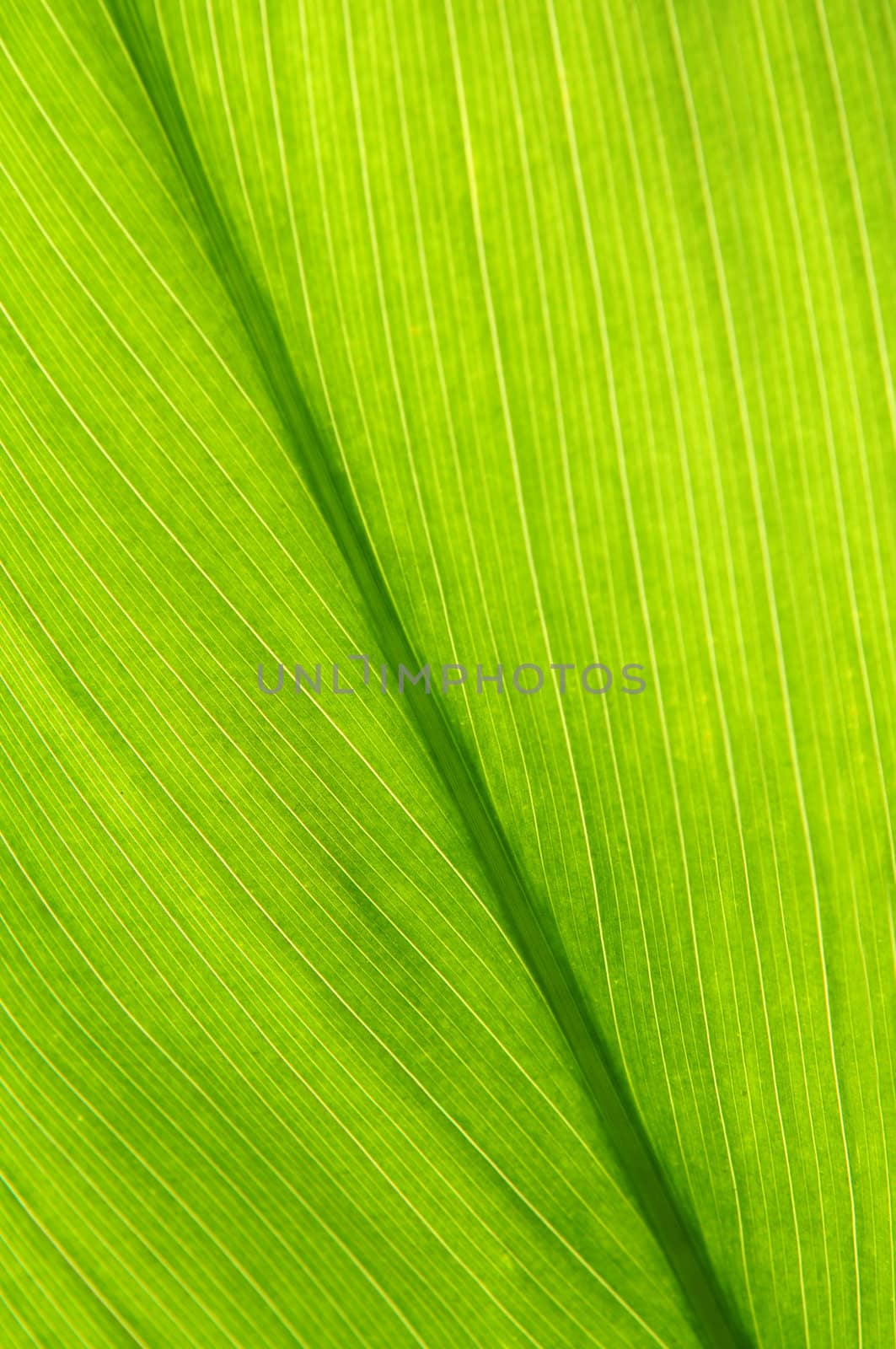 Green leaf background by elenathewise