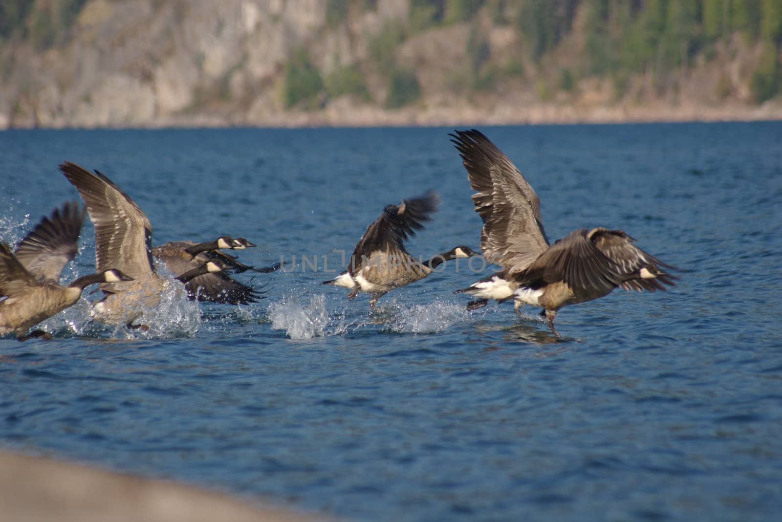 Canada geese flying over a lake