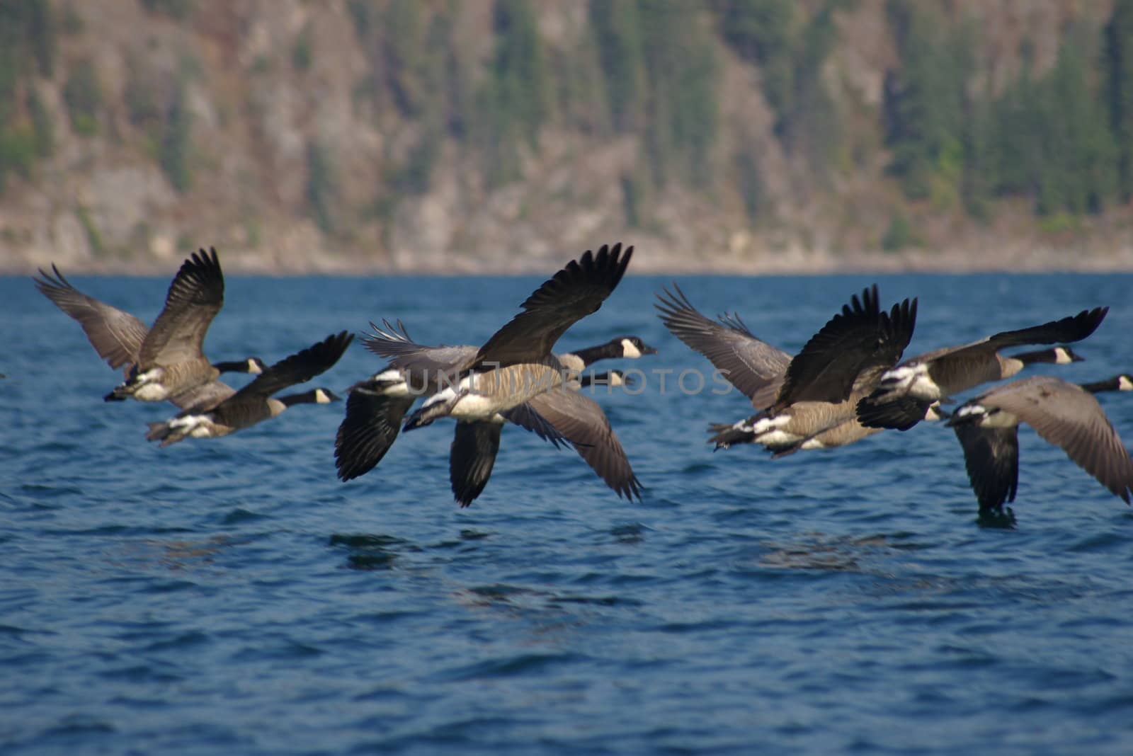Canadian geese flying over a lkae