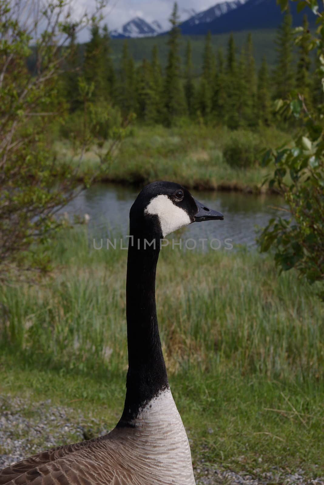 Canada goose in the wilderness