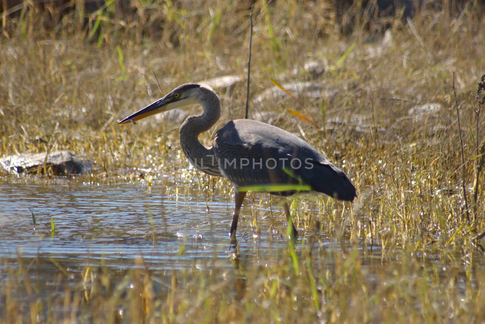 Heron in a pond