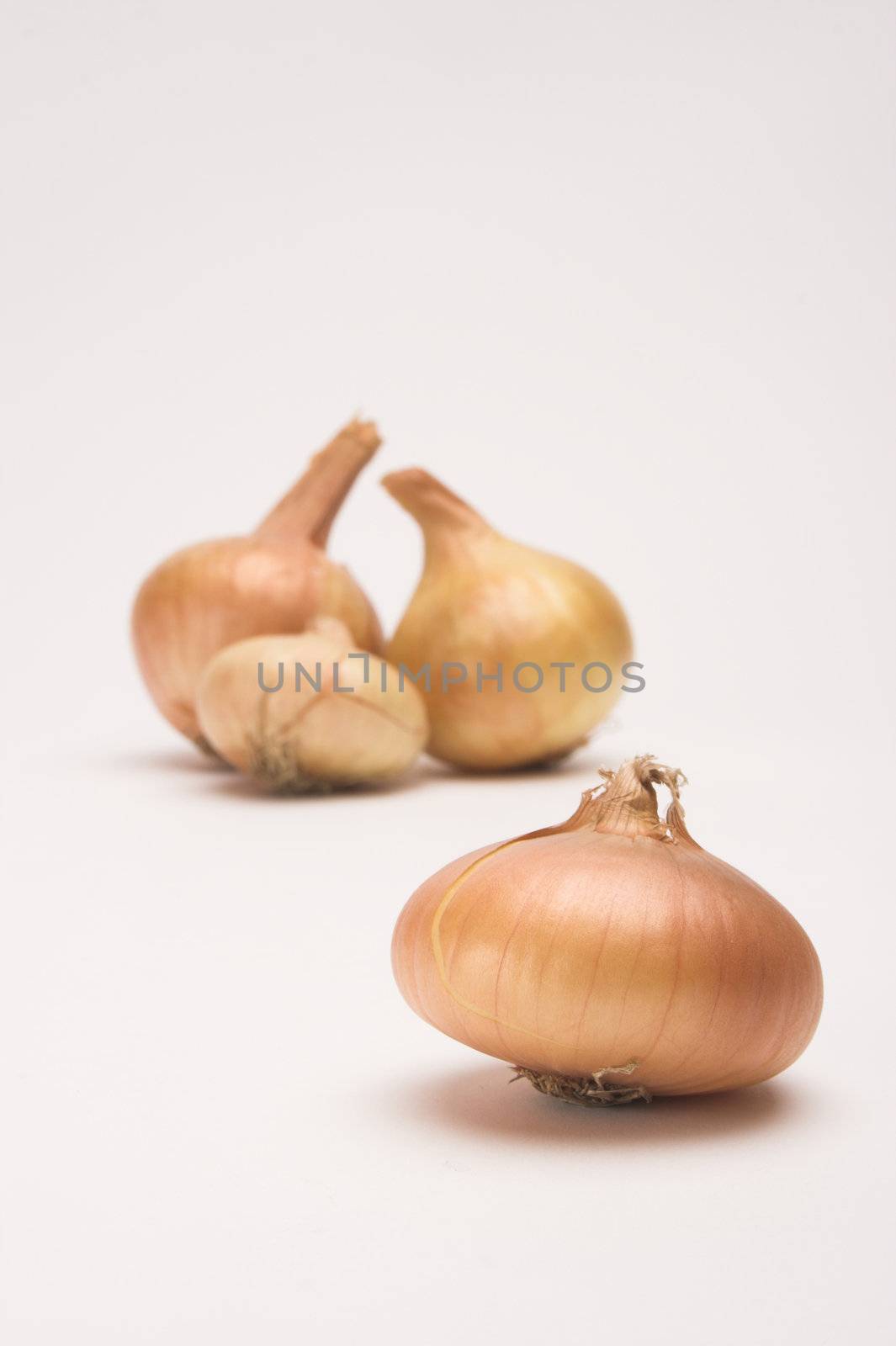 Picture of onion  over white