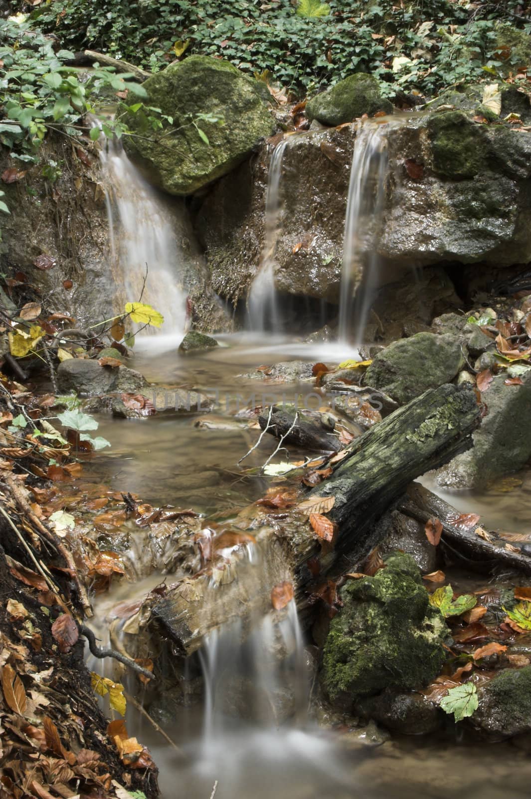 Autumn forest stream and leaves