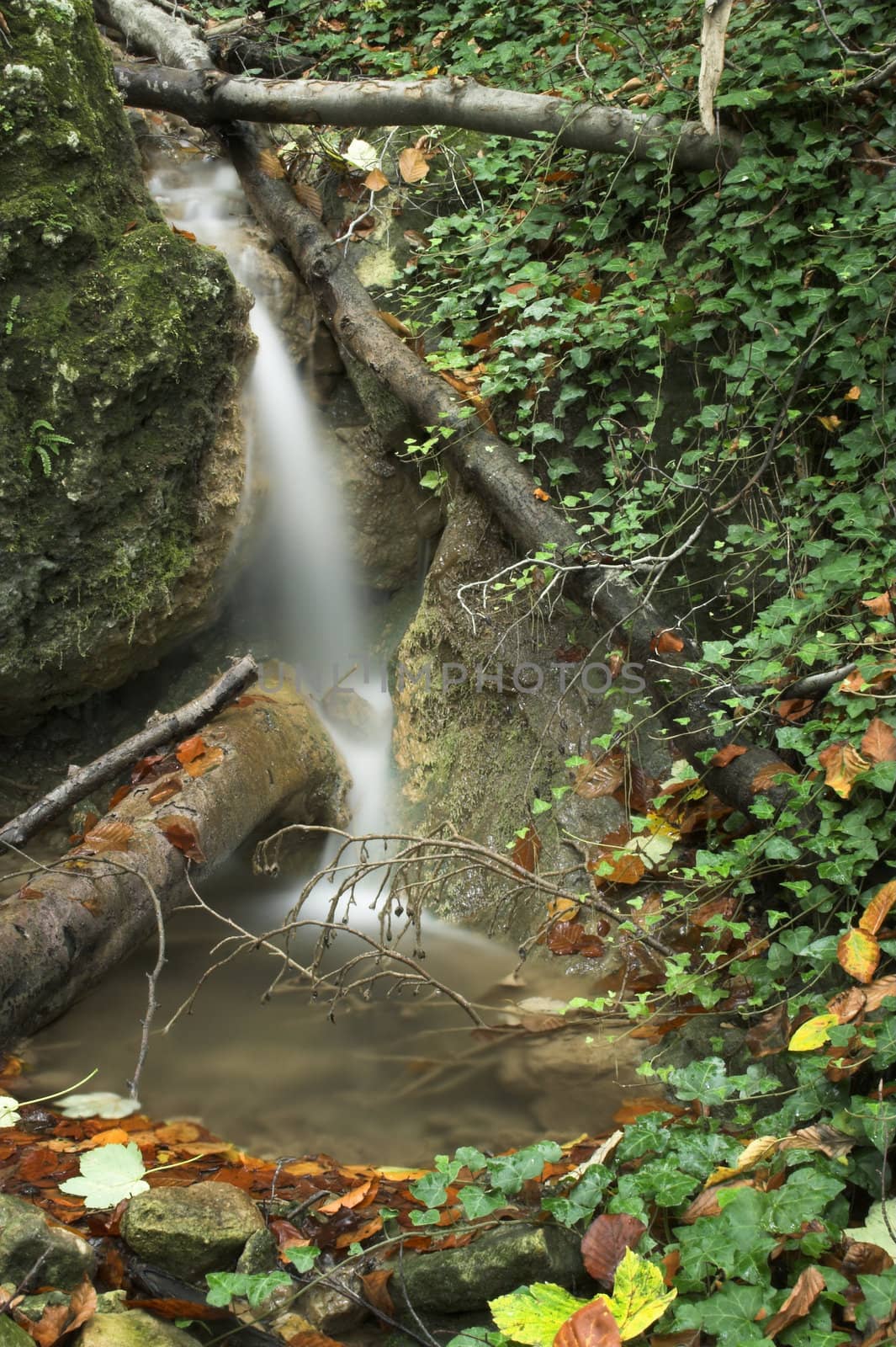 Autumn forest stream and leaves